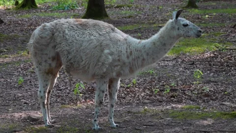 Close up view of a Llama moving his ears Stock Footage 277530369