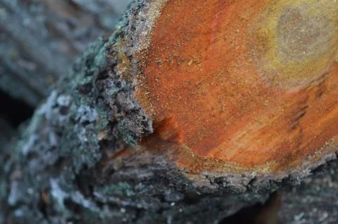 Close-up view of a log showcasing intricate wood textures and colors in natural Stock Photos