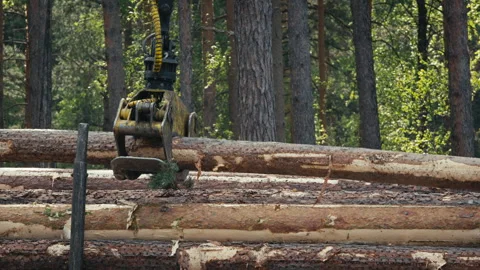 Close Up View Of Log Stacking In Cargo Process By Industrial Logging Vehicle Stock Footage 277935666