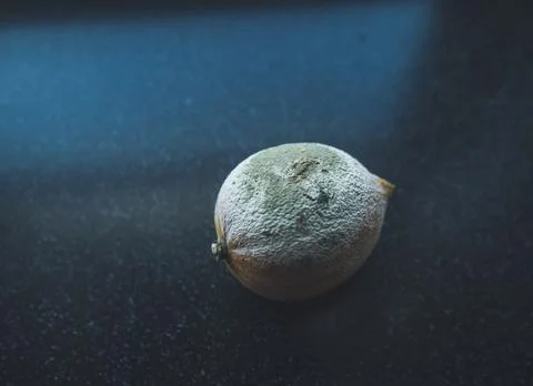 Close up view of lone lemon fruit covered in white and green mold on dark bac Stock Photos