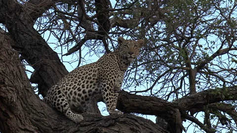 Close view of lone leopard sitting in tree with leafy branches Stock Footage 159211788