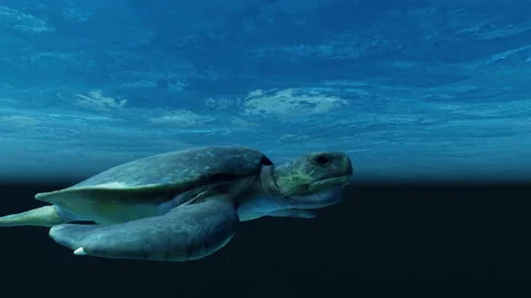 A close-up view of a lone sea turtle swimming past the camera. Stock Footage 204992735