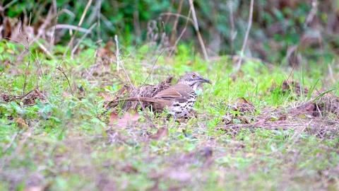 Close View: Long-billed Thrasher Searching Ground Vigorously Stock-Footage 306722243