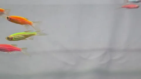 Close up view of longfin danio fish group displaying vivid red yellow Stock Footage 328279398