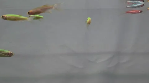 Close up view of longfin danio fish group displaying vivid red yellow 库存影片 328279427