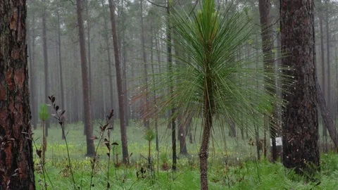 Close view of Longleaf Pine needles during rain, SE USA Stock Footage 78484086