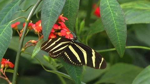 Close up view of a longwing zebra butterfly Stock Footage 270486598