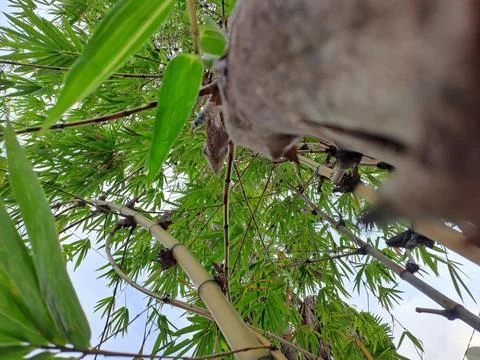 Close-Up View Looking Up at a Forest of Vibrant Green Bamboo Stock Photos