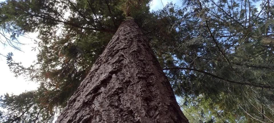 Close up view looking up pine tree trunk Stock Photos