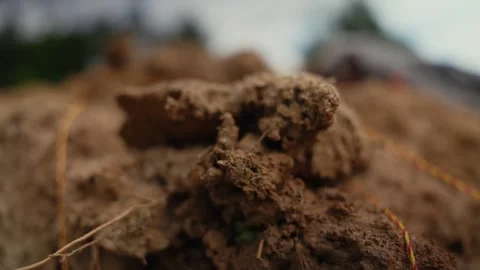 Close up view of loose earth mound moving Stock Footage 341294740