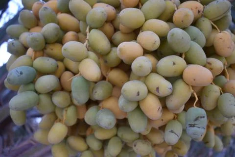 Close up view of Lovely fresh dates.Dates clusters hanging down from the palm Stock Photos