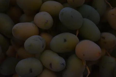 Close up view of Lovely fresh dates.Dates clusters hanging down from the palm Stock Photos