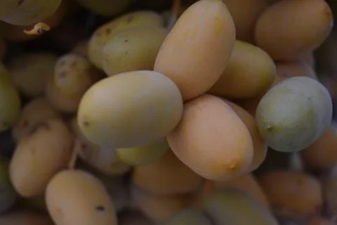 Close up view of Lovely fresh dates.Dates clusters hanging down from the palm Stock Photos