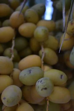 Close up view of Lovely fresh dates.Dates clusters hanging down from the palm Stock Photos
