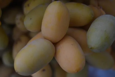 Close up view of Lovely fresh dates.Dates clusters hanging down from the palm Stock Photos