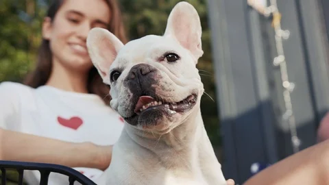 Close up view of a lovely little white french bulldog patiently sitting while Stock Footage