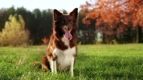 Close-up view of lovely, young Border Collie enjoying lush natural environment Stock Footage 228489907