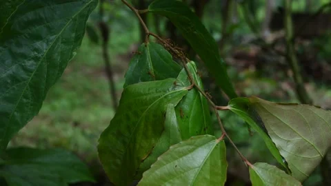 Close up view a Lovi lovi branch (Flacourtia Inermis) with few Weaver ant nes Video stock 229488018