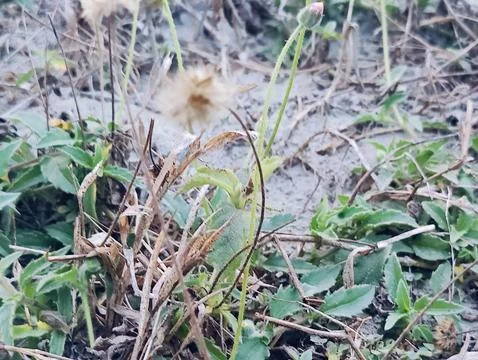 Close-up view of low dune vegetation with green leaves, dried grasses and f.. Stock-Fotos