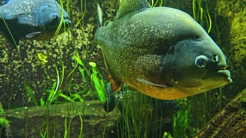 Close view of a lungfish Stock Footage 272666730