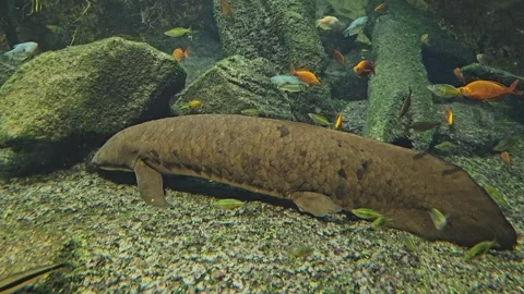 Close view of a lungfish Stock Footage 272668836