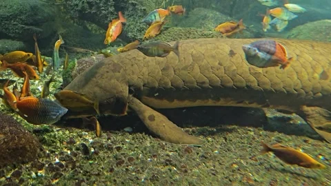 Close view of a lungfish resting Stock Footage 267660087