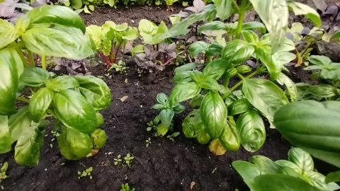 Close view of lush basil plants growing in dark garden soil among leafy herbs Stock Footage 347809116