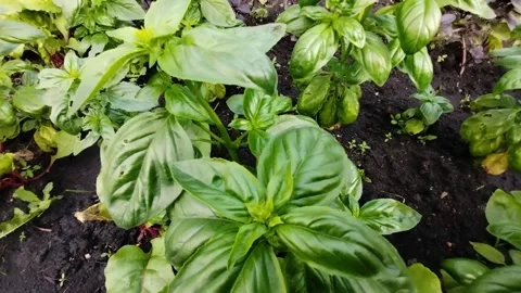 Close view of lush basil plants growing in dark garden soil among foliage Stock Footage 347809156