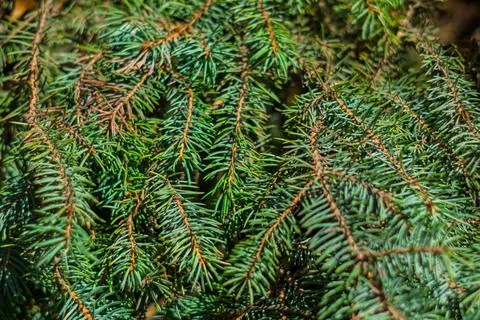 Close-up view of lush evergreen pine branches in natural sunlight Stock Photos