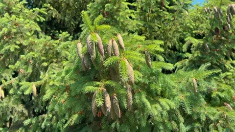 A close-up view of a lush evergreen tree with numerous pine cones hanging Stock Footage 305187945