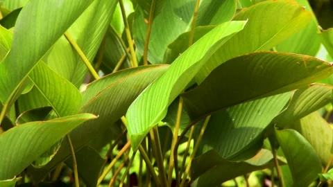 Close up view of lush green calathea lutea foliage with large broad leaves .. Stock Footage 344700209