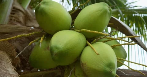 Close-up view lush green coconuts cluster palm, epitomizing tropical allure Stock Footage 270417197