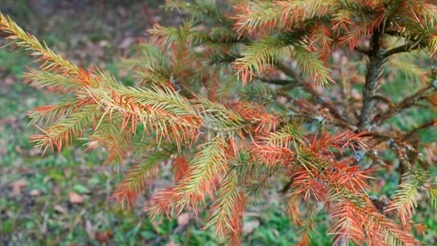 Close up view of lush green conifer needles subtly turning fiery orange Video stock 333903681