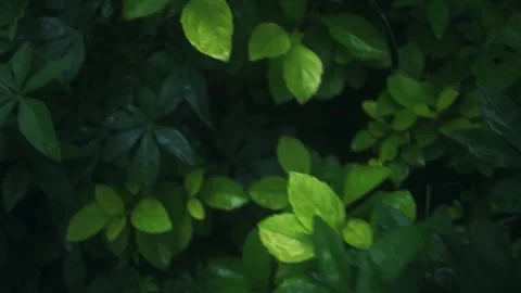 A close-up view of lush green foliage with various leaf shapes and vibrant .. Stock Footage 341354852