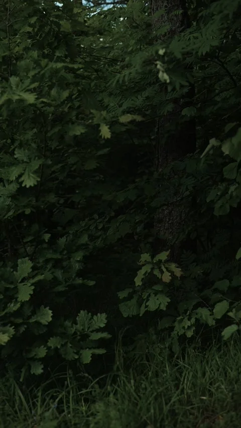 Close-up view of lush green foliage alongside tall grass. Sunlight filters Видео 344440097