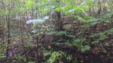 Close View Of Lush Green Forest Undergrowth And Foliage Stock Footage 348074997