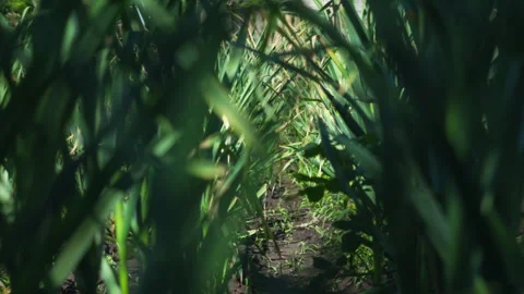 Close-up View of Lush Green Garlic Stalks Growing in a Sunny Vegetable Garden 動画素材 337421299
