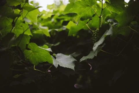 Close-up view of lush green grape leaves in a vineyard with unripe clusters Stock Photos