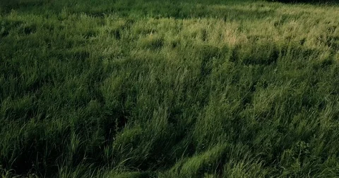 Close View of Lush Green Grass  Stock Footage 127510434