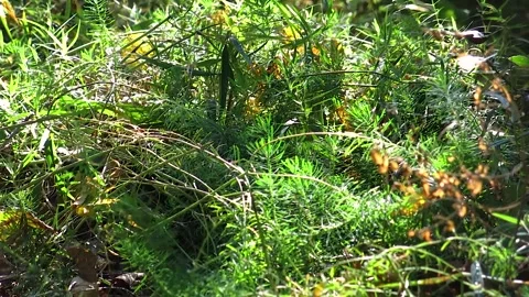 A close-up view of lush green grass and plants illuminated by sunlight 库存影片 296019718