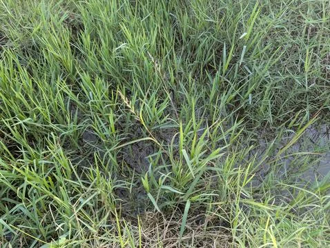 Close up view of lush green grass growing in a wet marshy field Stock Photos
