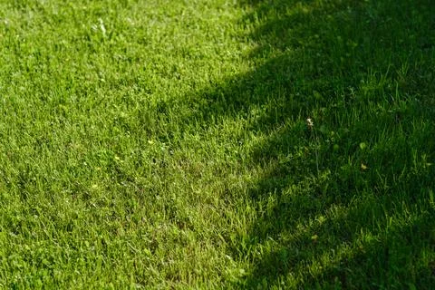 Close-up view of lush green grass with shadows cast by nearby trees in a Stock Photos