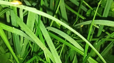 Close-Up View of Lush Green Grass and Wild Plants Fotos de archivo