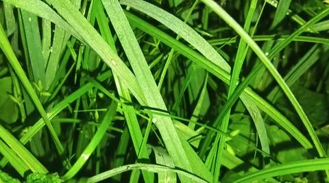 Close-Up View of Lush Green Grass and Wild Plants Fotos de archivo