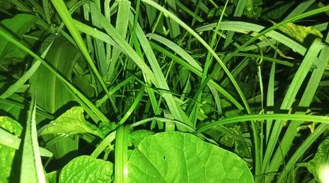 Close-Up View of Lush Green Grass and Wild Plants Стоковые фото