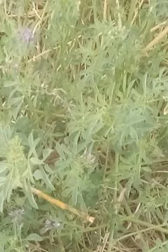 A close-up view of lush green grass 스톡 사진