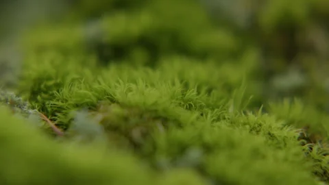 Close-up view of lush green moss with cinematic rack focus and shallow depth of Stock Footage 346522402