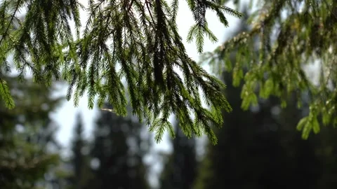 Close-up view of lush green pine tree branches swaying gently in the breeze Video stock 317694048