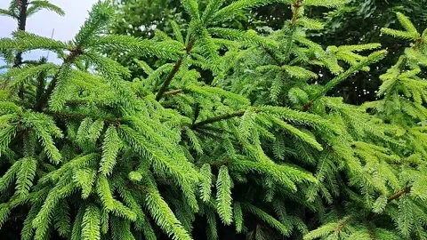 Close-up view of lush green pine tree branches swaying gently in the breeze Stock Footage 338409351