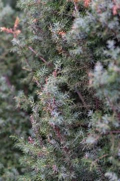 Close-up view of lush green pine needles in a peaceful garden Stock Photos